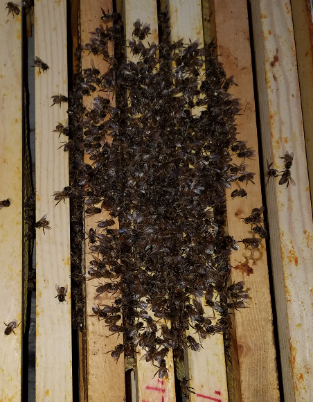 Top of main cluster of dead bees