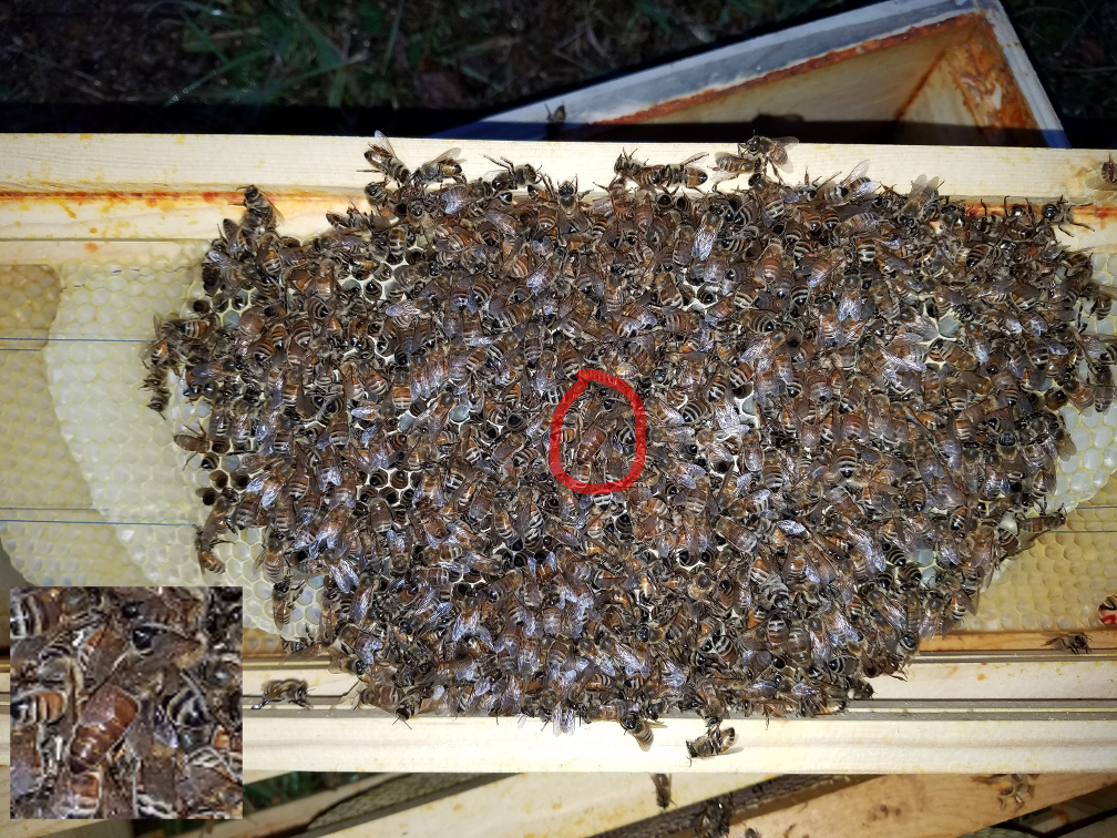 Main cluster of dead bees with queen