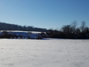 Hives in a field of snow