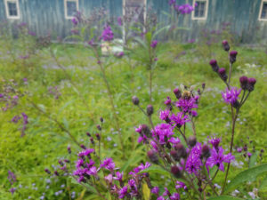 Bee on Ironweed