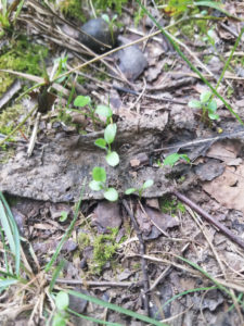 Clover sprouts emerging