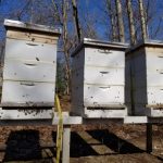 Home hives, Mar 5, 2017