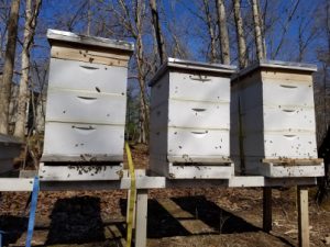 Home hives, Mar 5, 2017