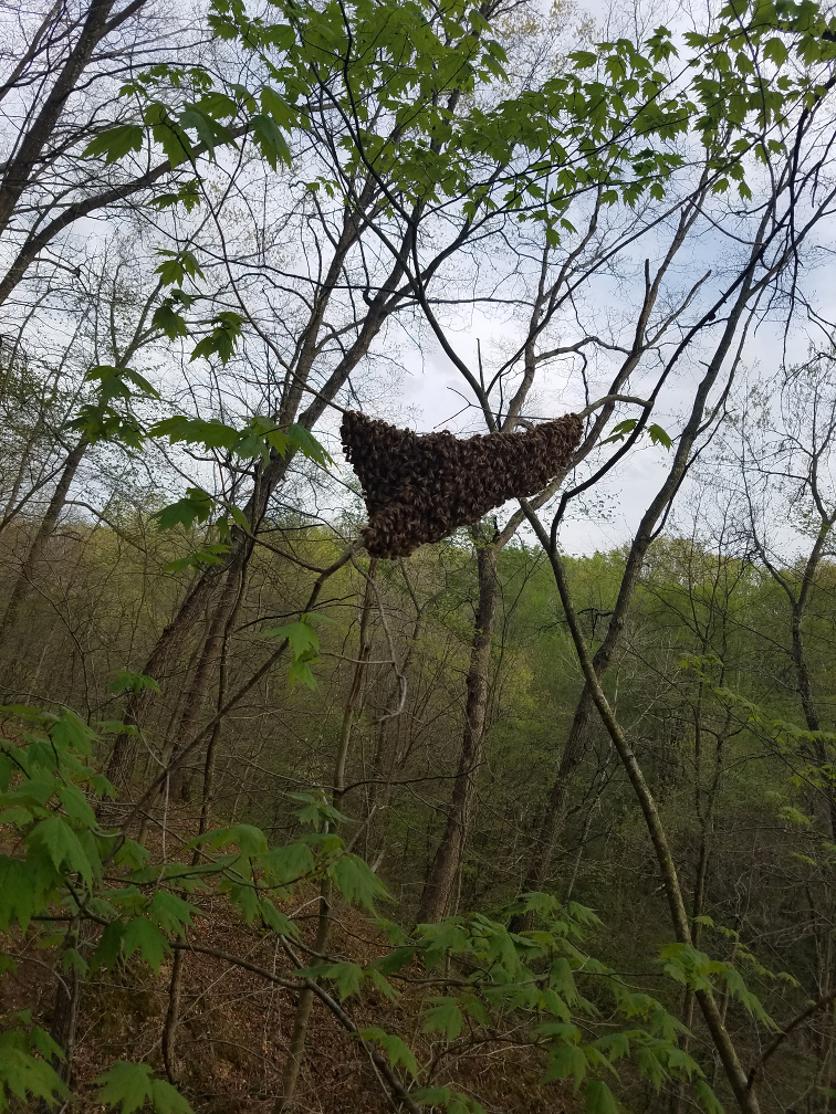 4-19-17 First swarm of the year.