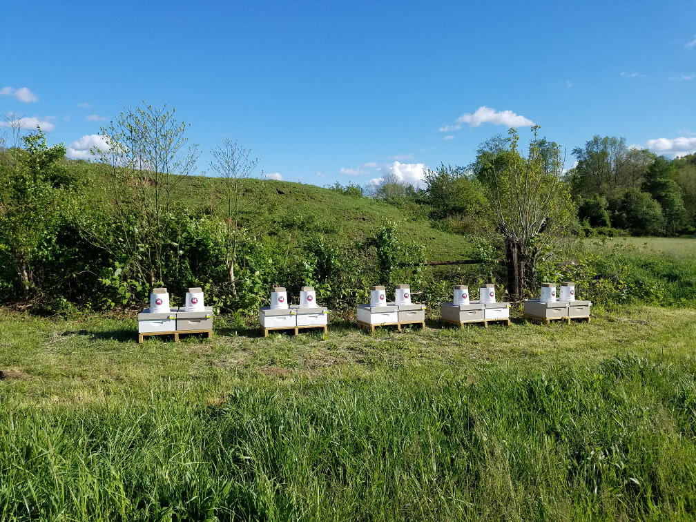 5-6-17 Feeders on the farm hives
