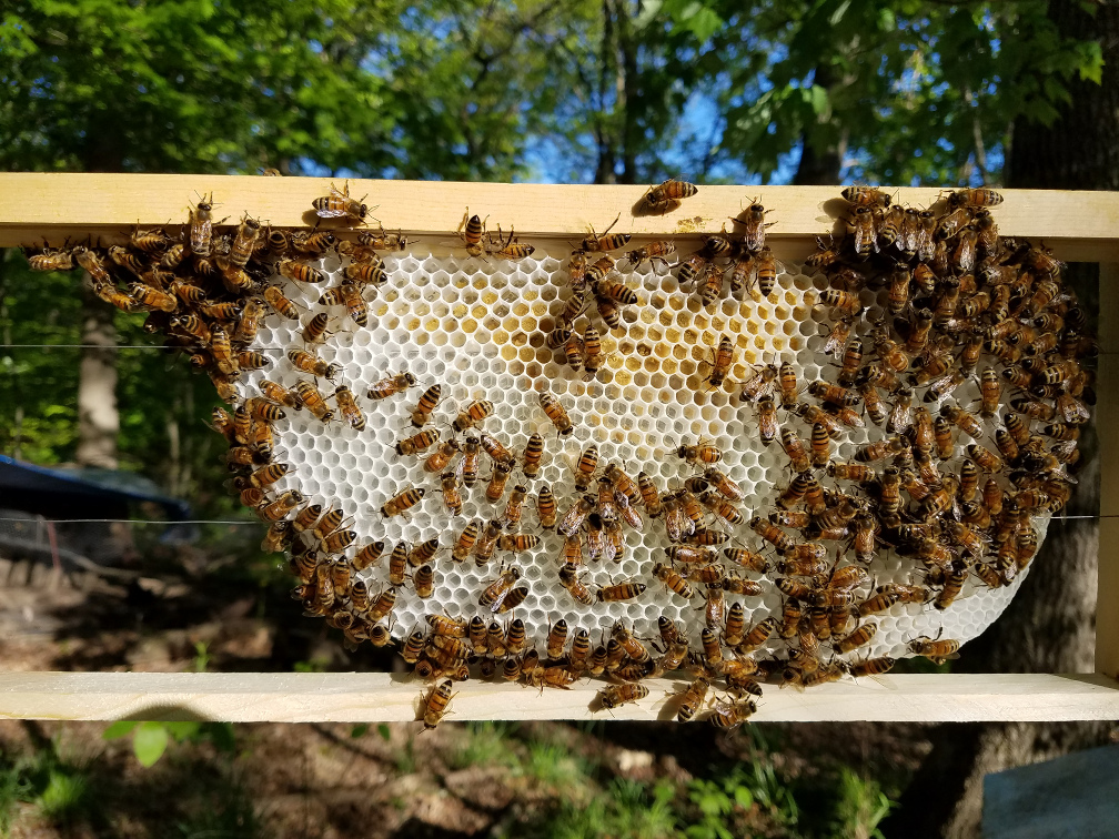 5-7-17 Swarm building comb