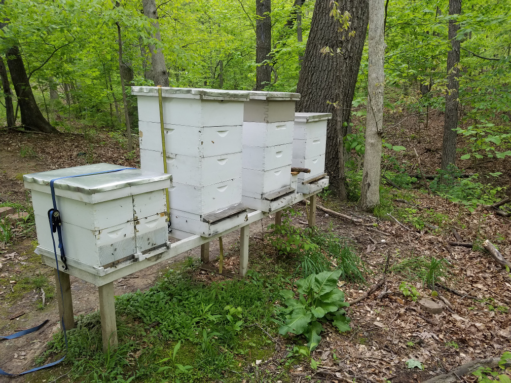 5-8-17 Home hives