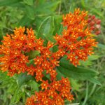 6-18-17 Butterfly Weed
