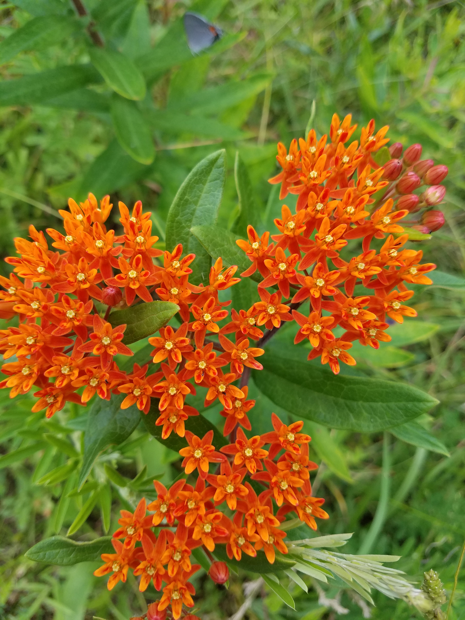 6-18-17 Butterfly Weed – Walters Honey