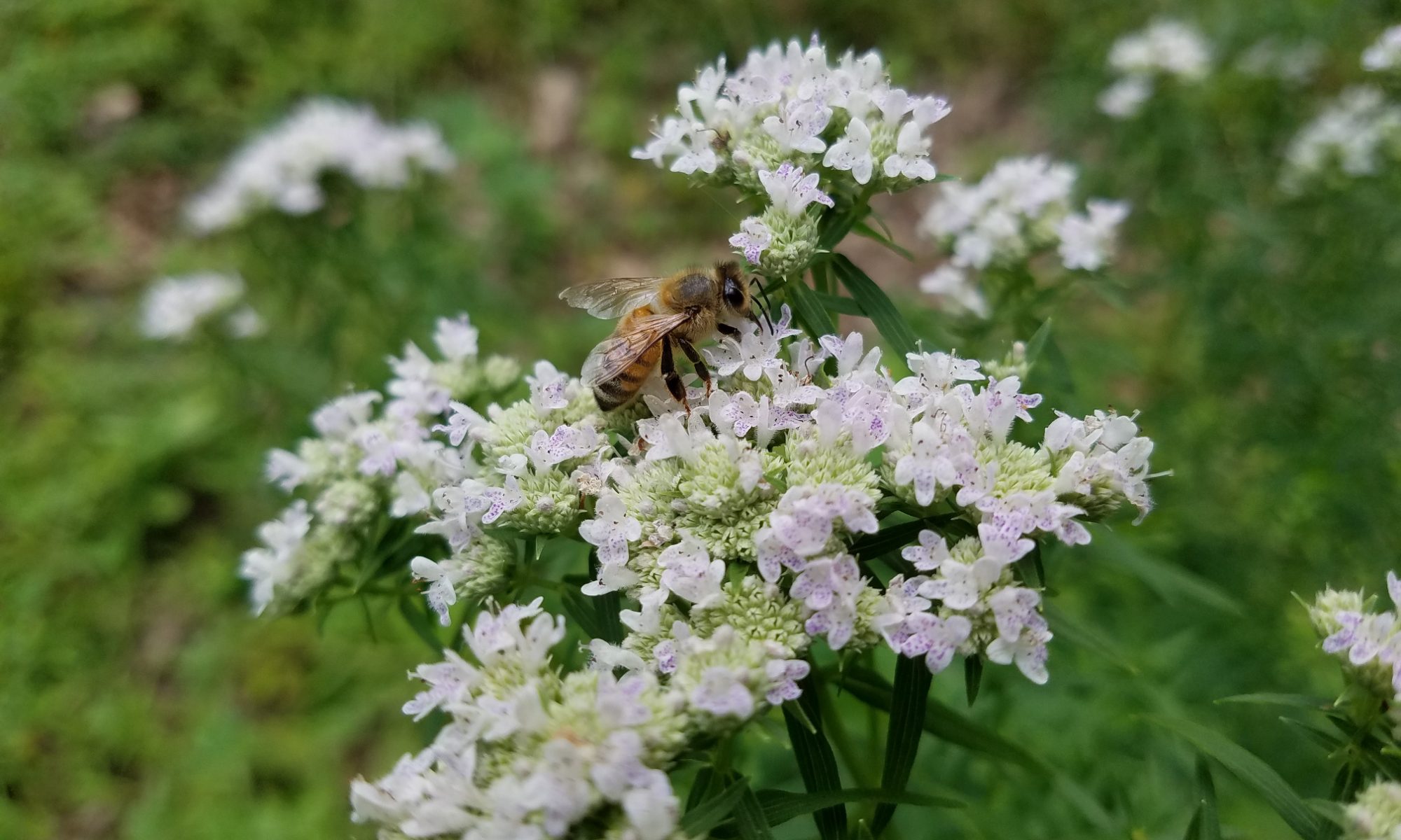 7-1-2017 Bee on Mountain Mint (pycnanthemum virginianum)