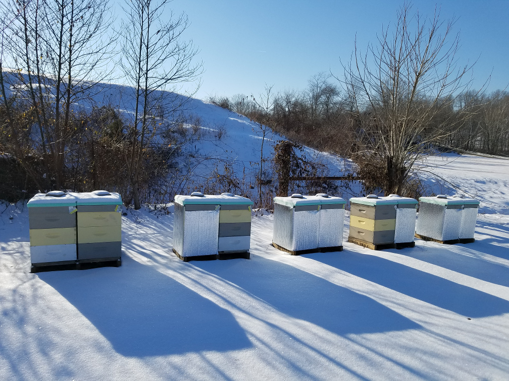 Hives weathering the winter snow.