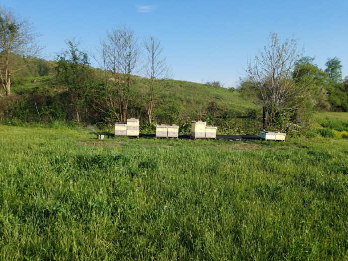 Farm hives in spring 2018