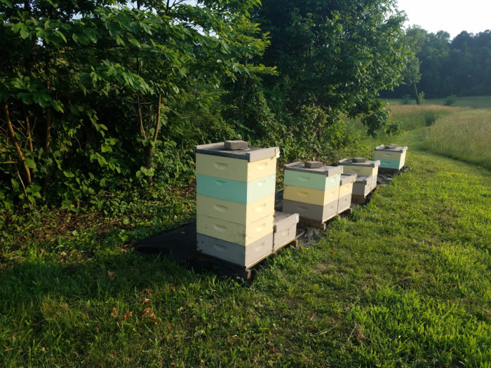 Farm hives building up summer 2018